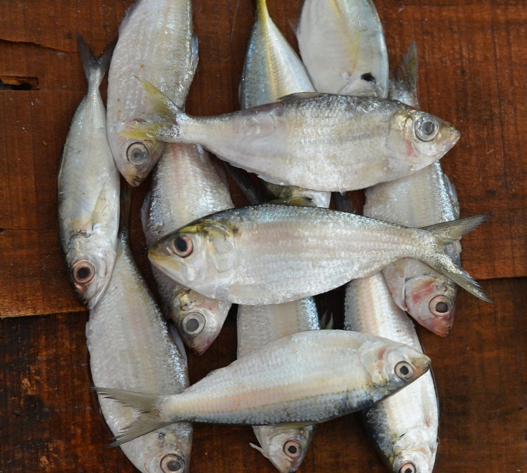 Indian Sardinella
