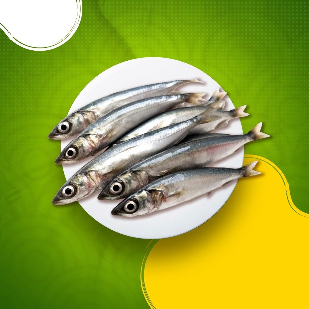 Oman Sardine