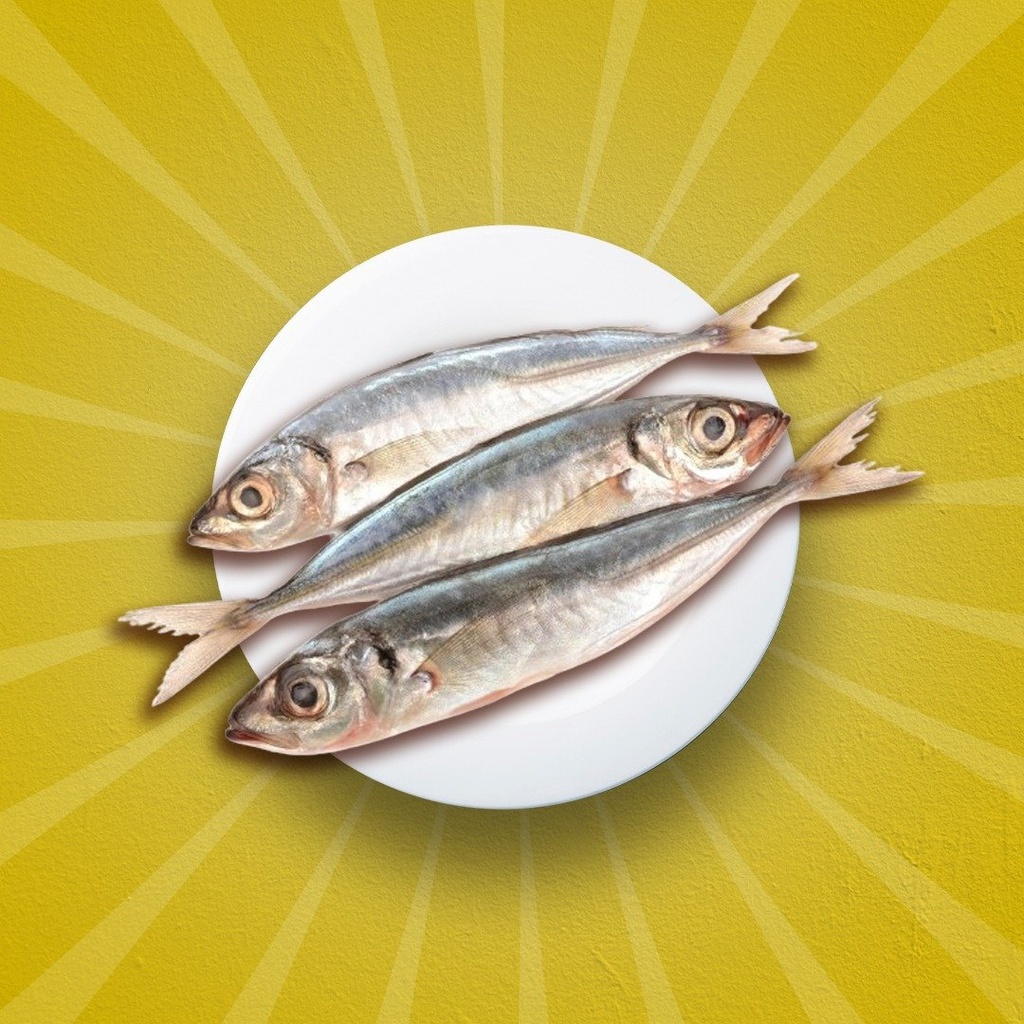 Atlantic Horse Mackerel